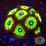 Krustenanemonen „Brazil“ 🇧🇷