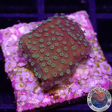 Montipora spp. „Cactus“