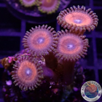 Krustenanemonen „Agent Orange“ WYSIWYG