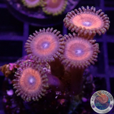 Krustenanemonen „Agent Orange“ WYSIWYG