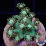 Goniopora spp. „Nuclear Flower“