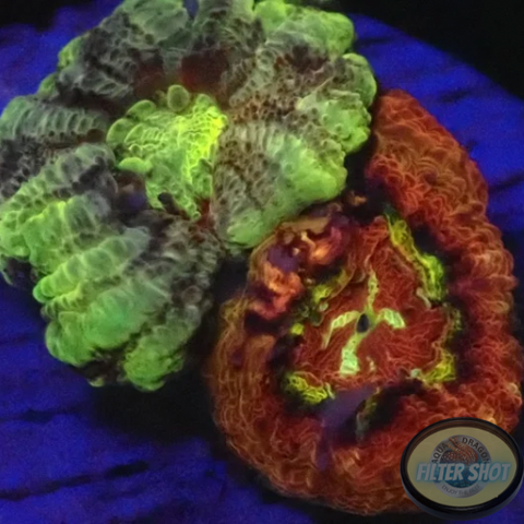 Micromussa spp. “Crucified” WYSIWYG