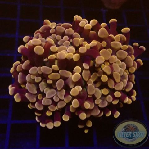 Euphyllia baliensis „Purple Gold“ WYSIWYG „AD Special“