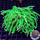 Euphyllia glabrescens „Pink Tip Holy“ WYSIWYG