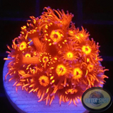Goniopora spp. „Inferno“ WYSIWYG