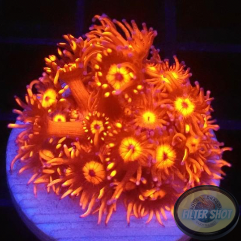 Goniopora spp. „Inferno“ WYSIWYG