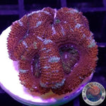 Micromussa spp. “Candy Tiger” AD Special