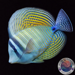 Zebrasoma desjardinii „Indischer Segelflossendoktor“