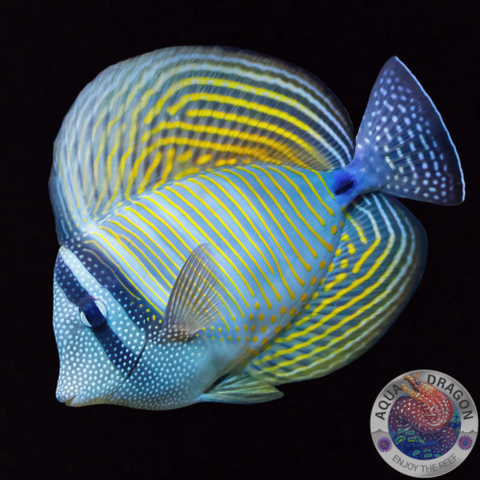 Zebrasoma desjardinii „Indischer Segelflossendoktor“