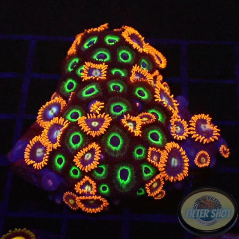 Krustenanemonen „Mean Fire“ WYSIWYG