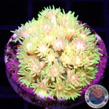 Goniopora spp. „Super Nova“ WYSIWYG