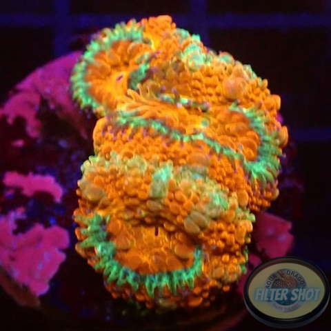 Micromussa spp. “Forest Fire” WYSIWYG “AD Special”