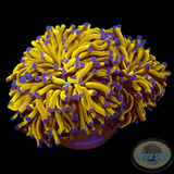 Euphyllia paraglabrescens „24K Solid Bar“ WYSIWYG