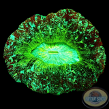 Trachyphyllia spp. „Crystal Tracy“ WYSIWYG
