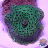 Discosoma spp. „Toxic Leo“ WYSIWYG