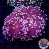 Euphyllia paraglabrescens „Rasta“ WYSIWYG