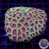 Favia spp. „Christmas“ WYSIWYG