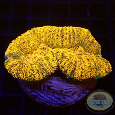 Lobophyllia spp. „24K“ WYSIWYG „AD Special“