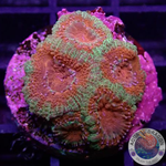 Micromussa spp. “Forest Fire” WYSIWYG “AD Special”