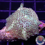 Discosoma spp. „Toxic Leo“ WYSIWYG