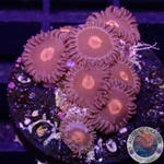 Krustenanemonen “Obsidian” WYSIWYG