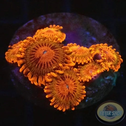 Krustenanemonen „Speckled Krakatoa“ WYSIWYG „AD Special“