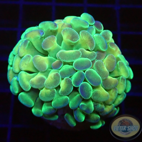 Euphyllia baliensis “Rainbow Hologram”