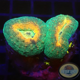 Lobophyllia spp. „Pumpkin Garden“ WYSIWYG
