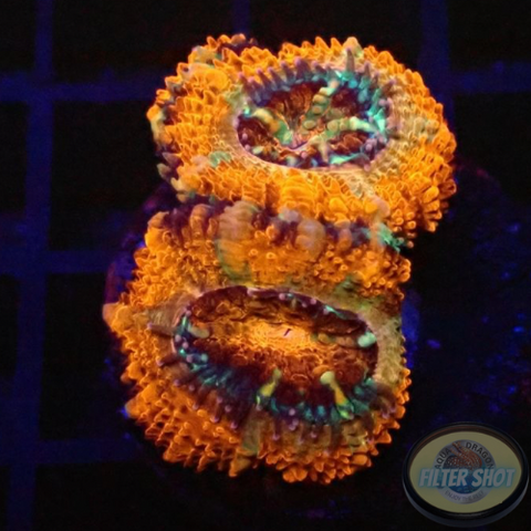 Micromussa spp. „Rainbow“ 🌈