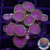 Krustenanemonen „Joker“