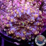 Ricordea yuma „Baby Zilla“ WYSIWYG „AD Special“