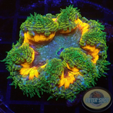 Phymanthus crucifer WYSIWYG