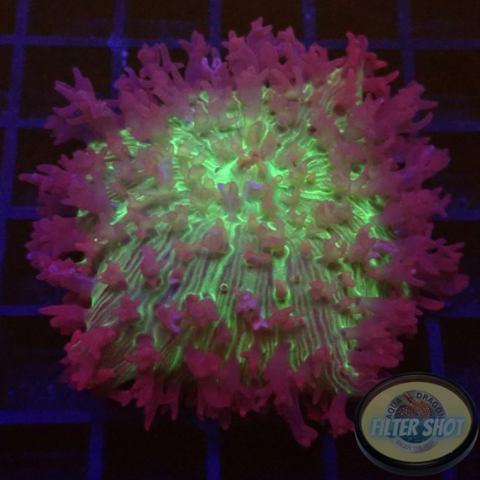 Rhodactis spp. „Flying Carpet“