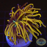 Euphyllia glabrescens „NYK“