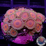 Krustenanemonen „Watermelon“ 🍉 WYSIWYG
