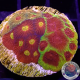 Favia spp. „Fusion“ WYSIWYG