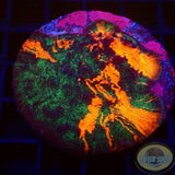 Echinophyllia spp. „Orion Nebula“ WYSIWYG
