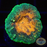 Lobophyllia spp. „Romulus“ WYSIWYG