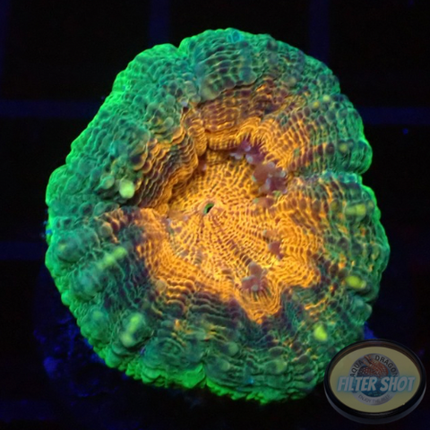 Lobophyllia spp. „Romulus“ WYSIWYG