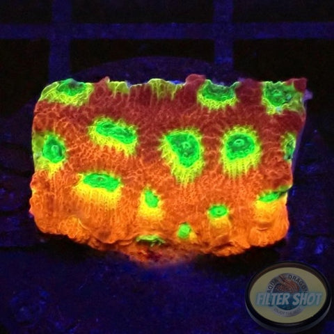 Favia spp. “Spicy Lemon” AD Special