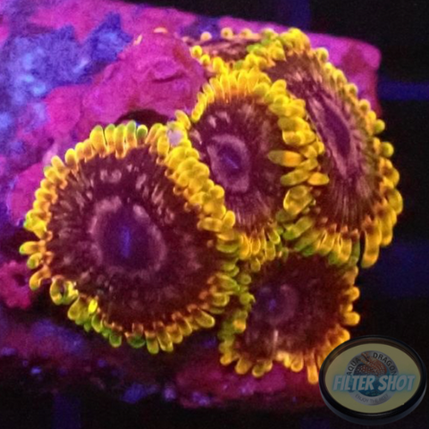 Krustenanemonen „Acid Reflux“ AD Special