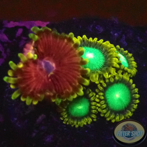 Krustenanemonen „Radioactive Chili“ WYSIWYG