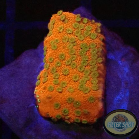 Montipora spp. “Tropic Thunder”