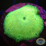 Discosoma spp. „Melon“ WYSIWYG