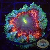 Phymanthus crucifer WYSIWYG