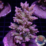 Acropora tenuis „Homewrecker“ WYSIWYG