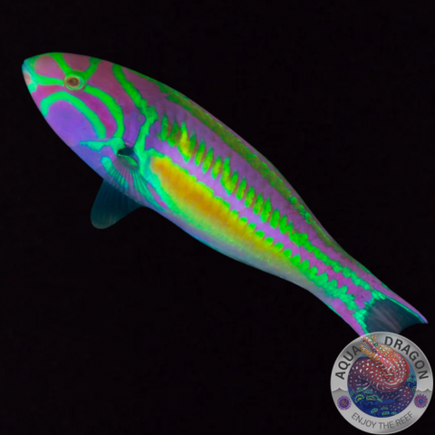 Thalassoma quinquevittatum „Rotstreifen-Junker“ juvenil