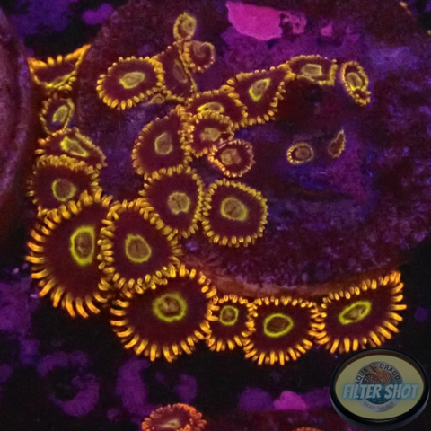 Krustenanemonen „Rainbow Hornet“ WYSIWYG