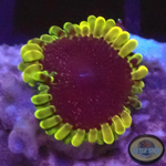 Krustenanemonen „Thermosphere“ AD Special