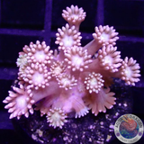 Goniopora spp. „Peaches“ AD Special“